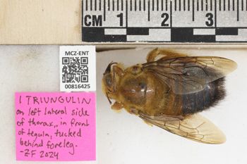 Media type: image;   Entomology 816425 Aspect: labels